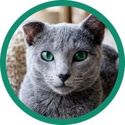 Cat Insurance logo